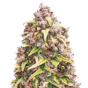 blueberry purple seeds.jpg