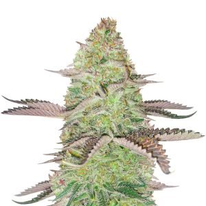 gsc feminized seeds.jpg