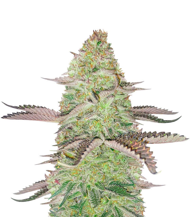 gsc feminized seeds.jpg