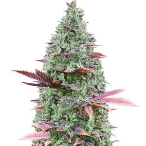 gorilla glue 4.jpg