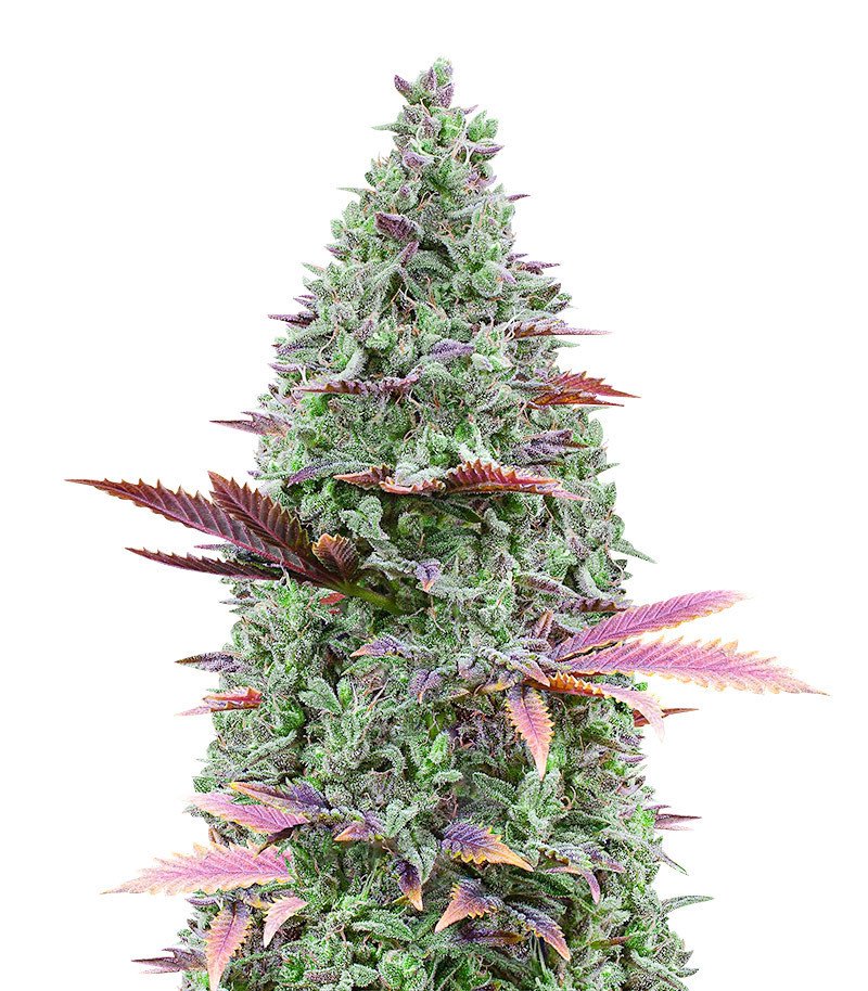 gorilla glue 4.jpg