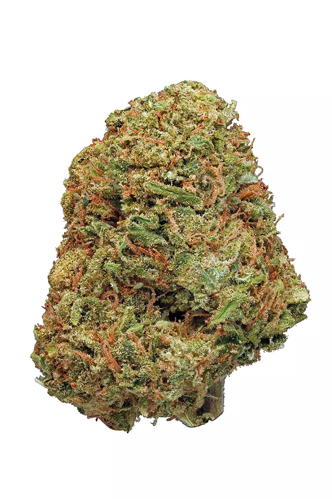 northern lights.webp