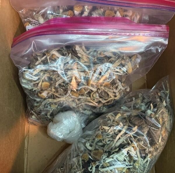 dried magic mushroom.jpeg