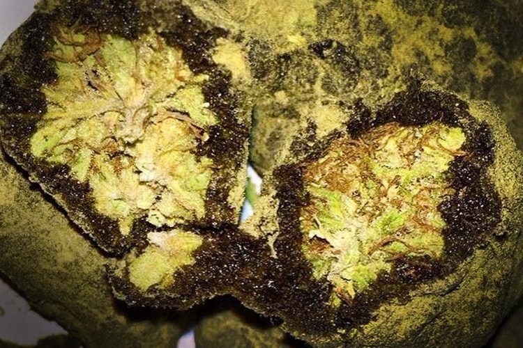 girls scout cookies exotic moonrock.jpeg