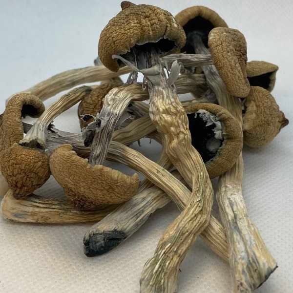 magic psilocybin mushroom.jpeg